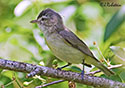 Vireo gilvus